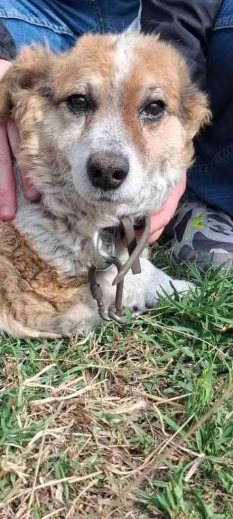 Brylant - niewielki, domowy psiak szuka domu! Olsztyn - zdjęcie 1
