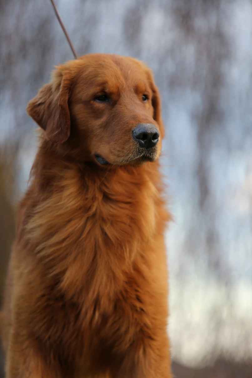 GOLDEN RETRIEVER- typ amerykański, złote szczenięta, ZKwP Psie Pole - zdjęcie 12