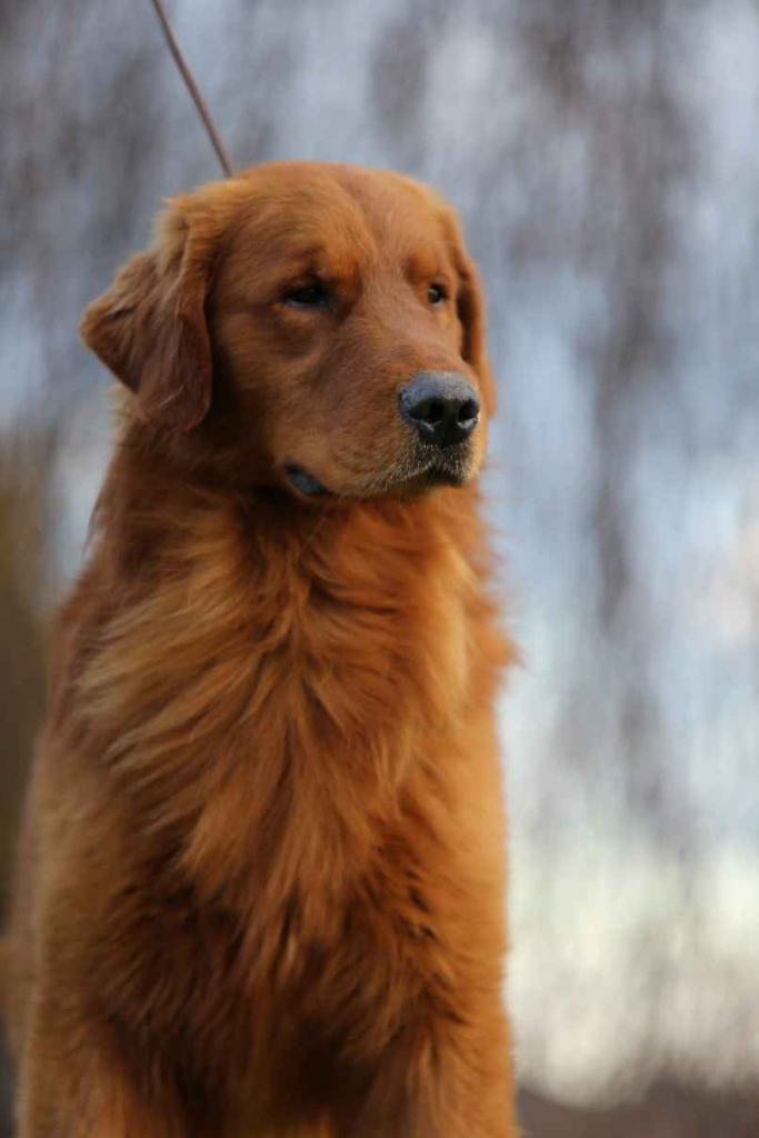 GOLDEN RETRIEVER- typ amerykański, złote szczenięta, ZKwP Psie Pole - zdjęcie 12