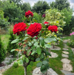 DZIAŁKA REKREACYJNA Fabryczna - zdjęcie 7