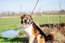 Uśmiechnięty Beet, super psiak szuka domu! Olsztyn - zdjęcie 2