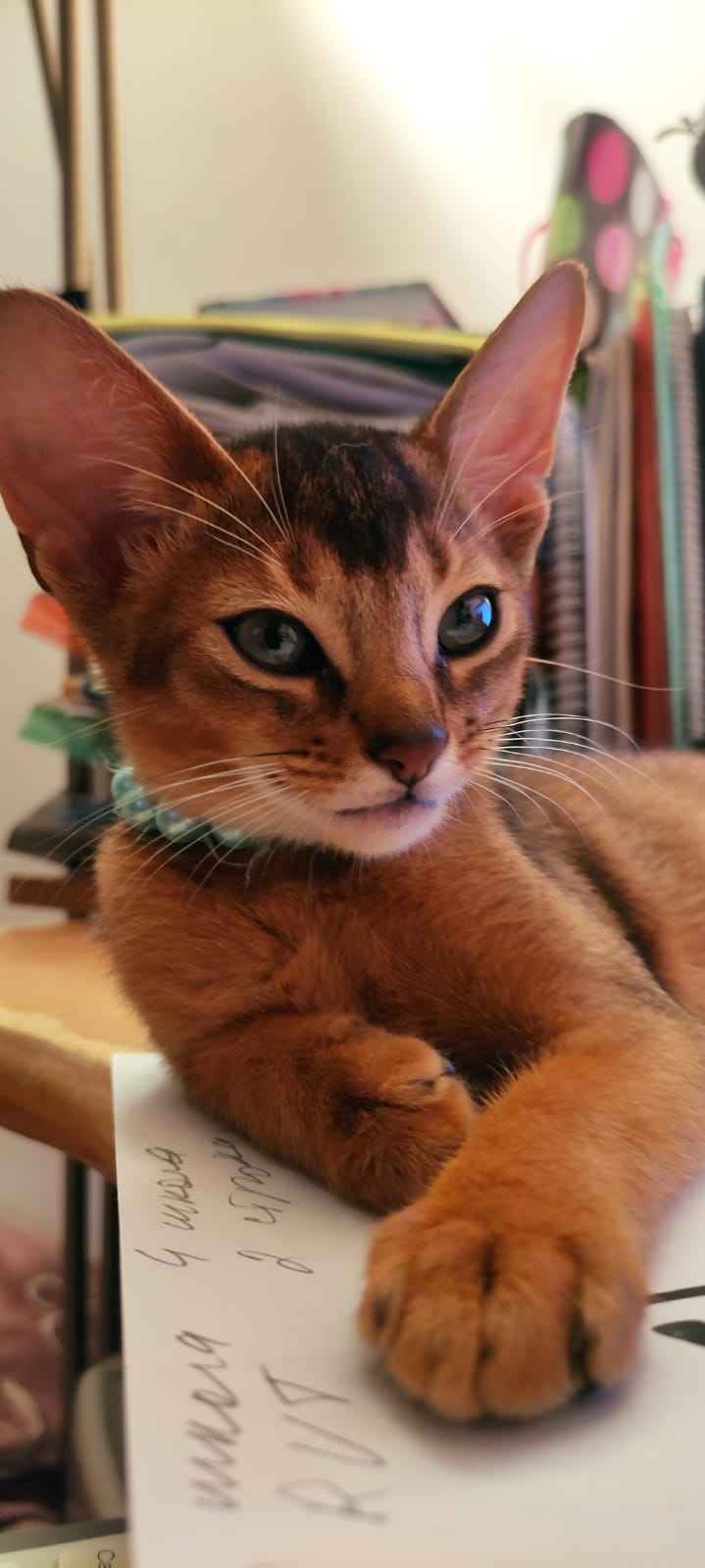 Клубные абиссинские котята Bemowo - zdjęcie 5