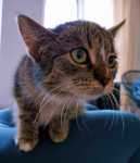 Tulaśna koteczka szuka domu Kielce - zdjęcie 2