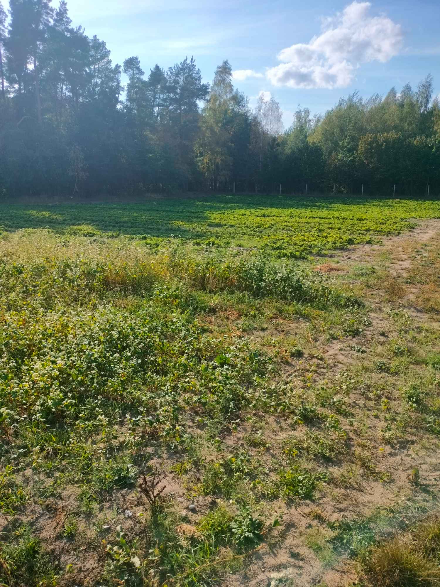 Działka na sprzedaż położona we wsi Marchaty Marchaty - zdjęcie 2