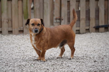 Mali i Majlo - adoptuj przyjaciół na całe życie ♥️🥰 Łętkowice - zdjęcie 3