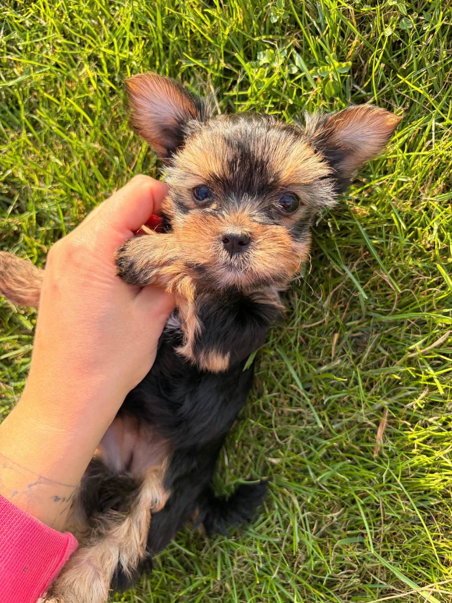 Sprzedam yorkshire terrier suczki Lubawa - zdjęcie 2