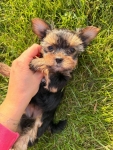Sprzedam yorkshire terrier suczki Lubawa - zdjęcie 2