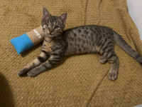 Bigos i Kliper, słodkie kociaki do adopcji Olsztyn - zdjęcie 3