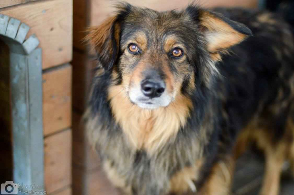 Wyjątkowy Robin szuka wyjątkowego domu Olsztyn - zdjęcie 5