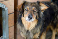 Wyjątkowy Robin szuka wyjątkowego domu Olsztyn - zdjęcie 5