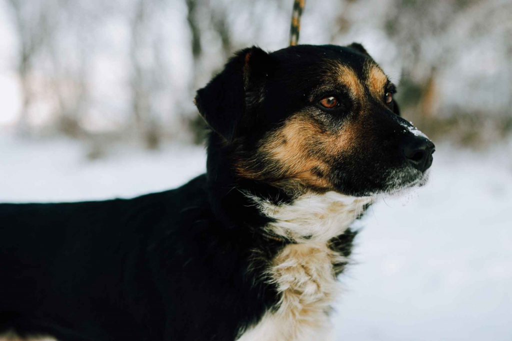 Lewel - przyjazny tricolor szuka domu! Olsztyn - zdjęcie 3