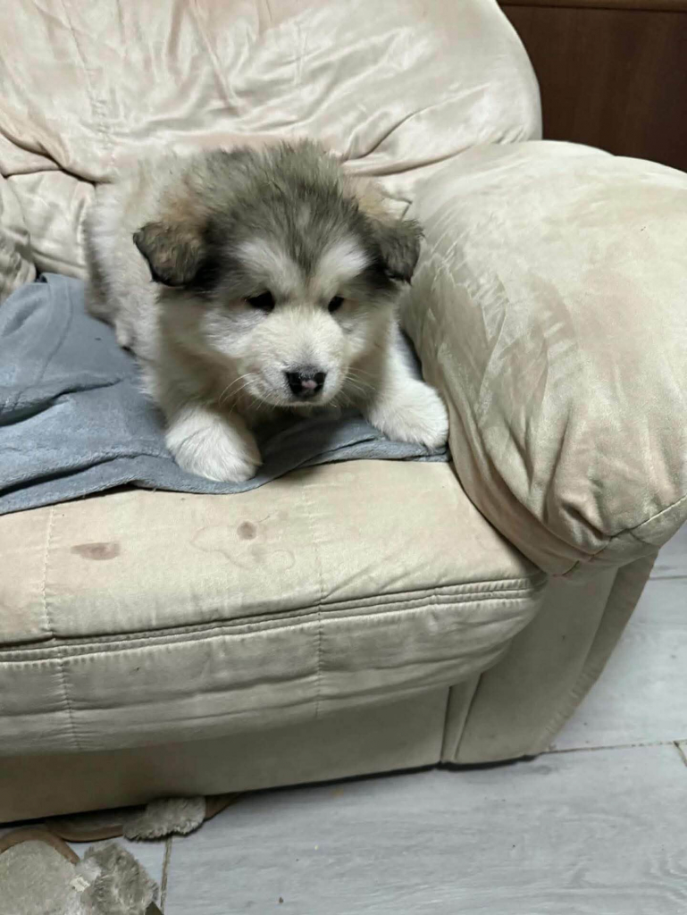 Alaskan malamute Bogurzyn - zdjęcie 3