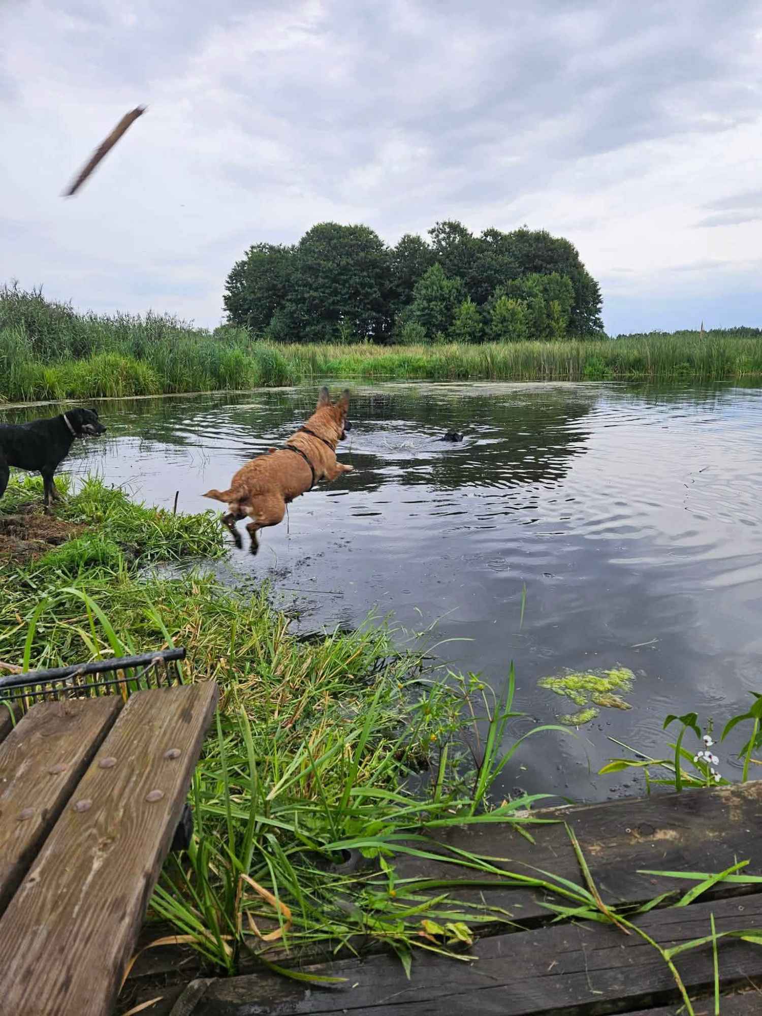 Fiona - nieduża, rodzinna, niekonfliktowa sunia! Olsztyn - zdjęcie 6