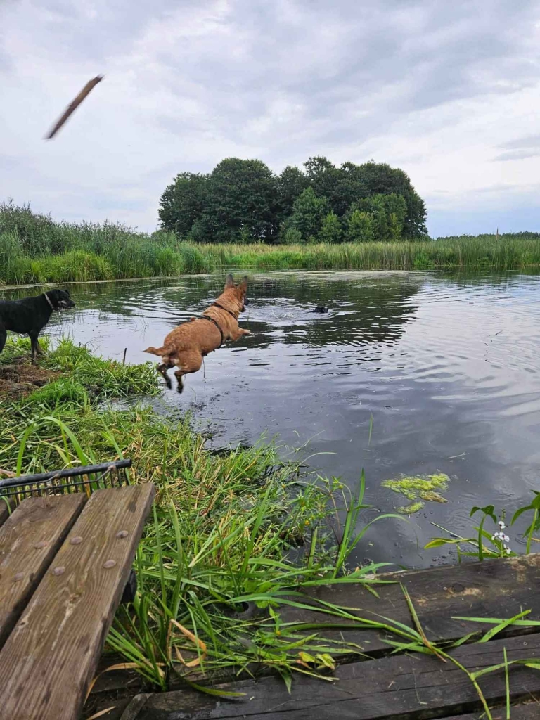 Fiona - nieduża, rodzinna, niekonfliktowa sunia! Olsztyn - zdjęcie 6