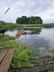 Fiona - nieduża, rodzinna, niekonfliktowa sunia! Olsztyn - zdjęcie 6