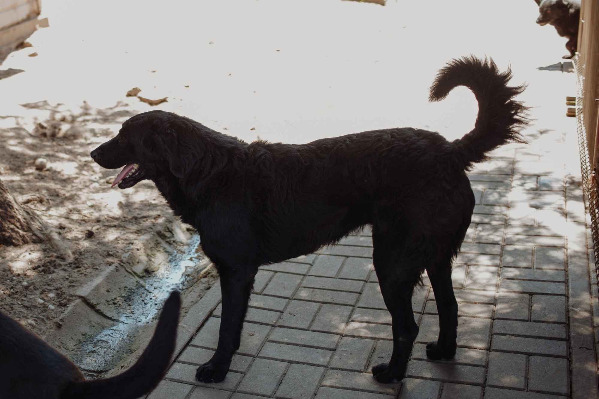 Pluto - łagodny, wesoły LABRADOR mix szuka domu Olsztyn - zdjęcie 3