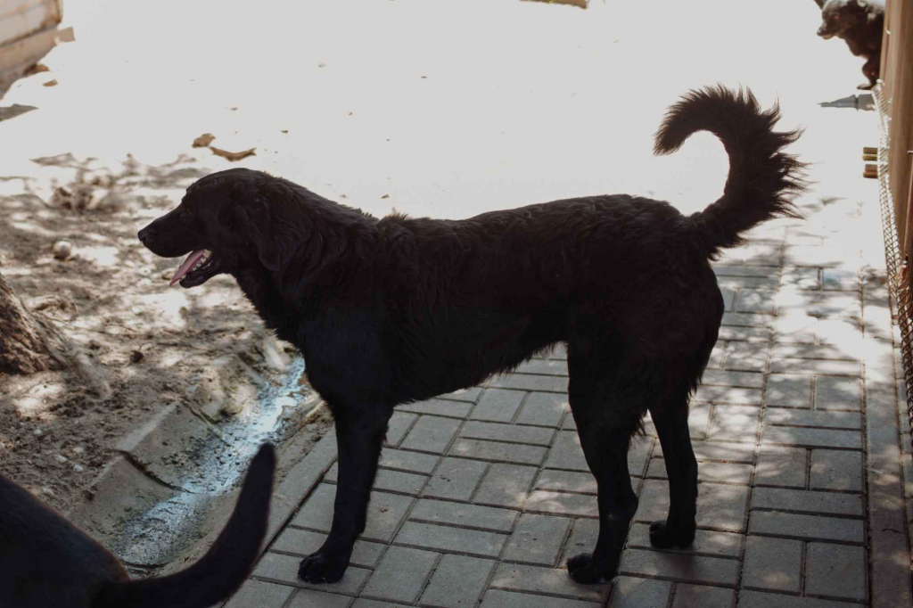 Pluto - łagodny, wesoły LABRADOR mix szuka domu Olsztyn - zdjęcie 3