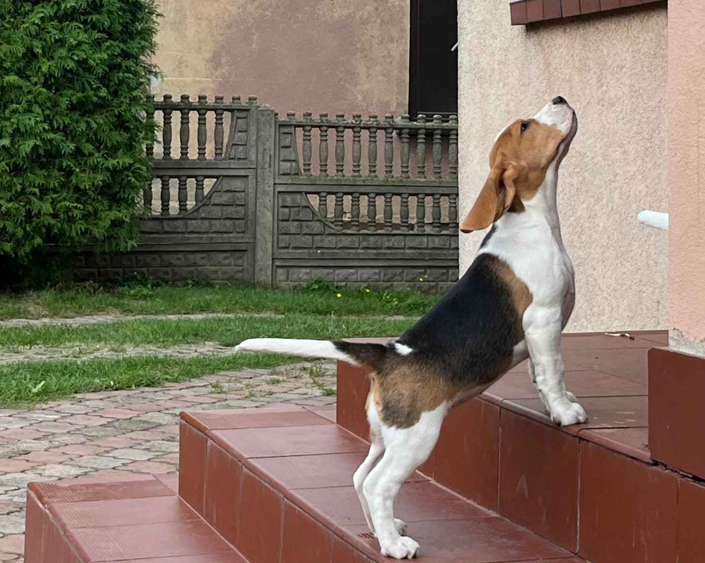 Szczenię Beagle ZwKwP z rodowodem,suczka GOTOWA DO ODBIORU Konopiska - zdjęcie 9