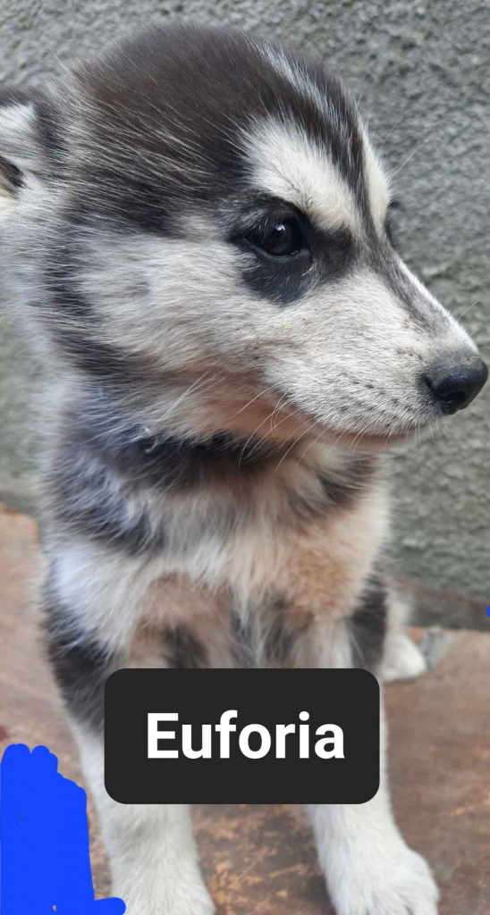 Pieski syberiany husky Reda - zdjęcie 8