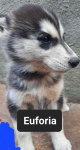 Pieski syberiany husky Reda - zdjęcie 8