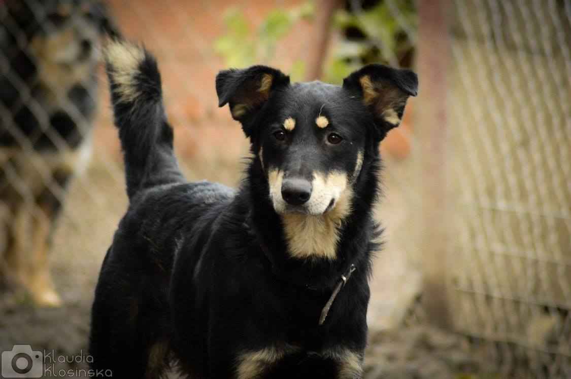 Pixel - wesoły, łagodny psiak szuka domu! Olsztyn - zdjęcie 2