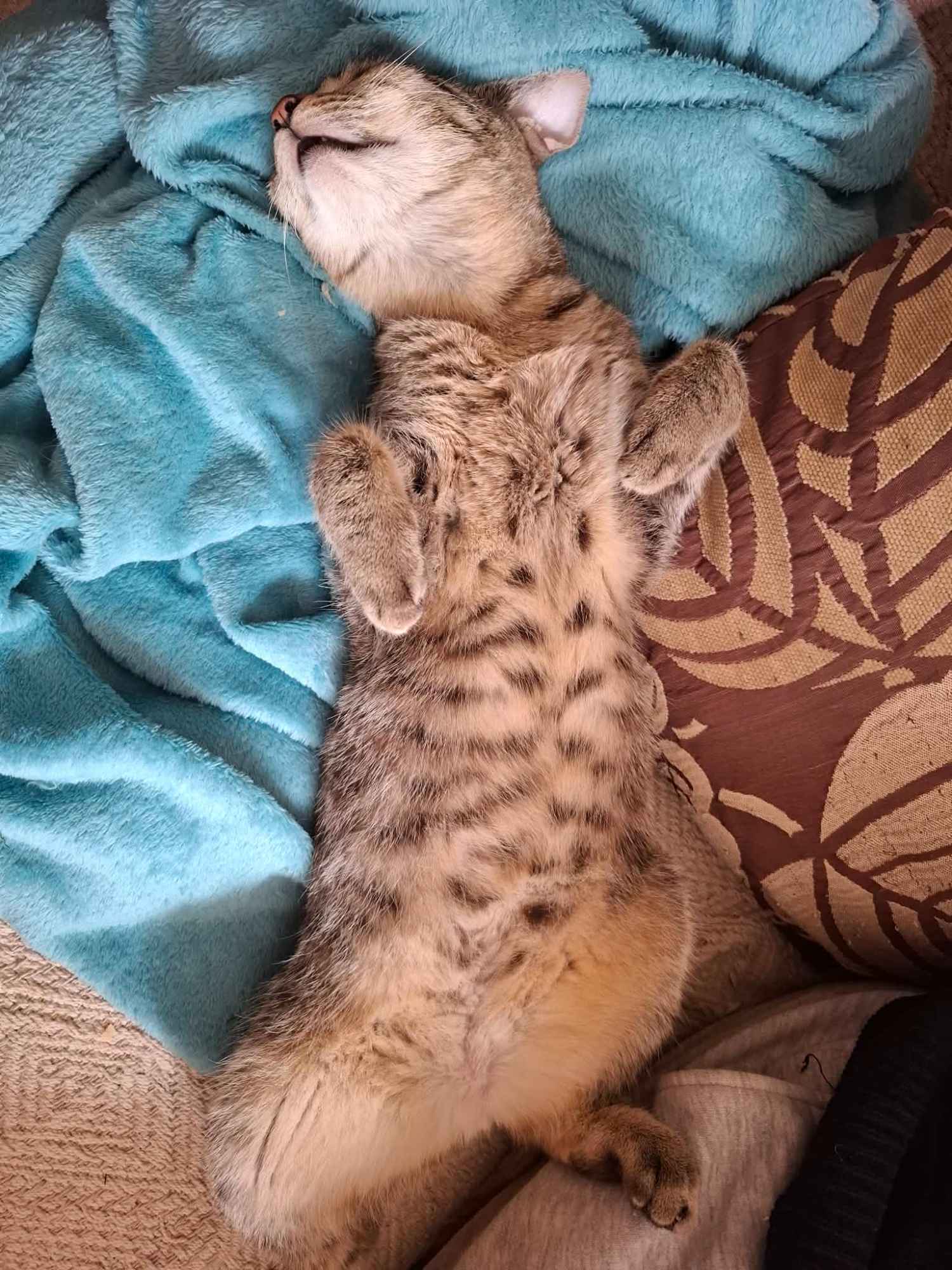 Rysia - 9 miesięczna koteczka do adopcji Olsztyn - zdjęcie 2