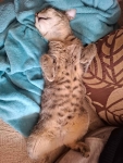 Rysia - 9 miesięczna koteczka do adopcji Olsztyn - zdjęcie 2