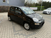 Fiat Panda 1,2 69KM  Klimatyzacja Orzech - zdjęcie 4