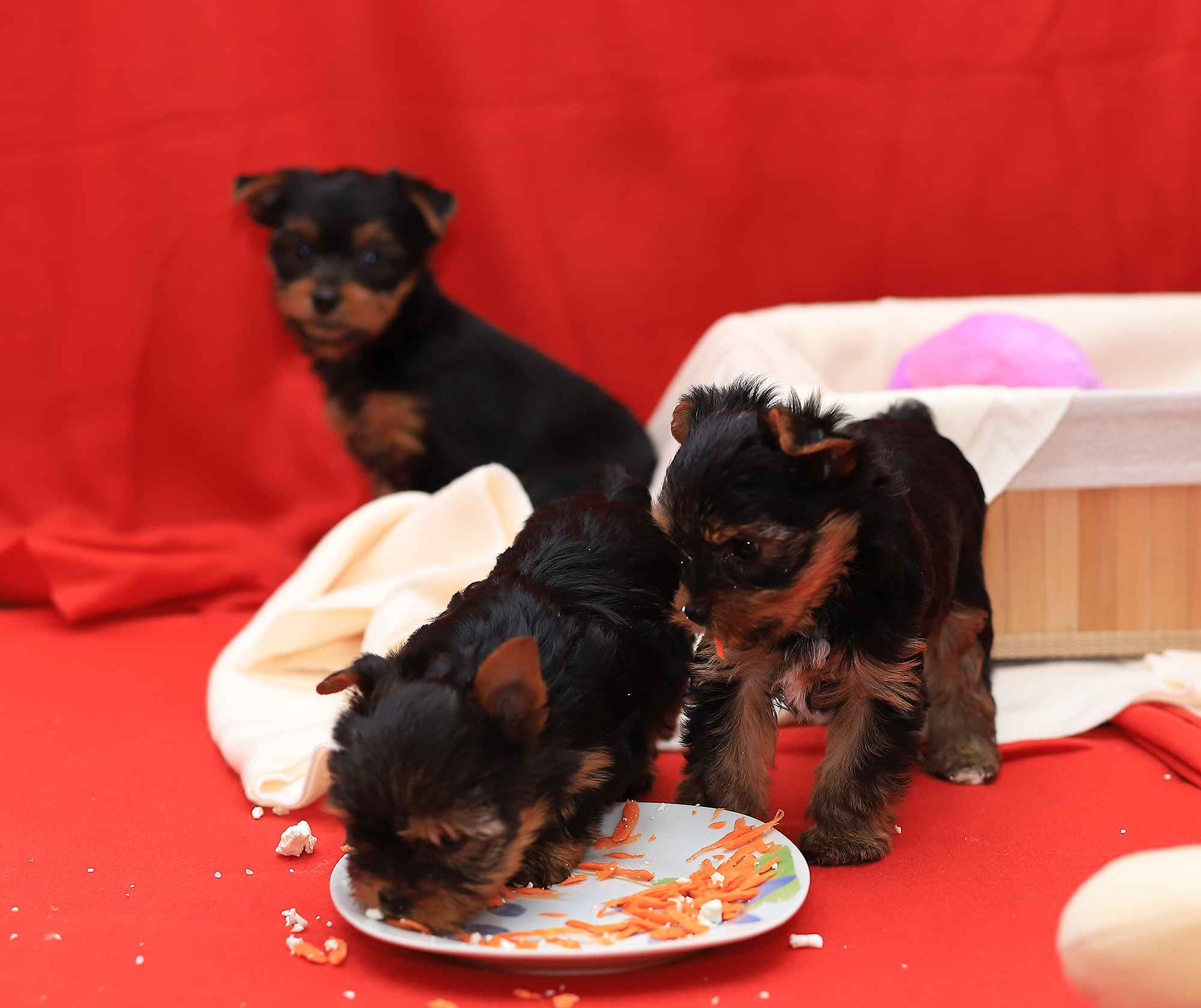 Alutka   sunia Yorkshire Terrier Oława - zdjęcie 10