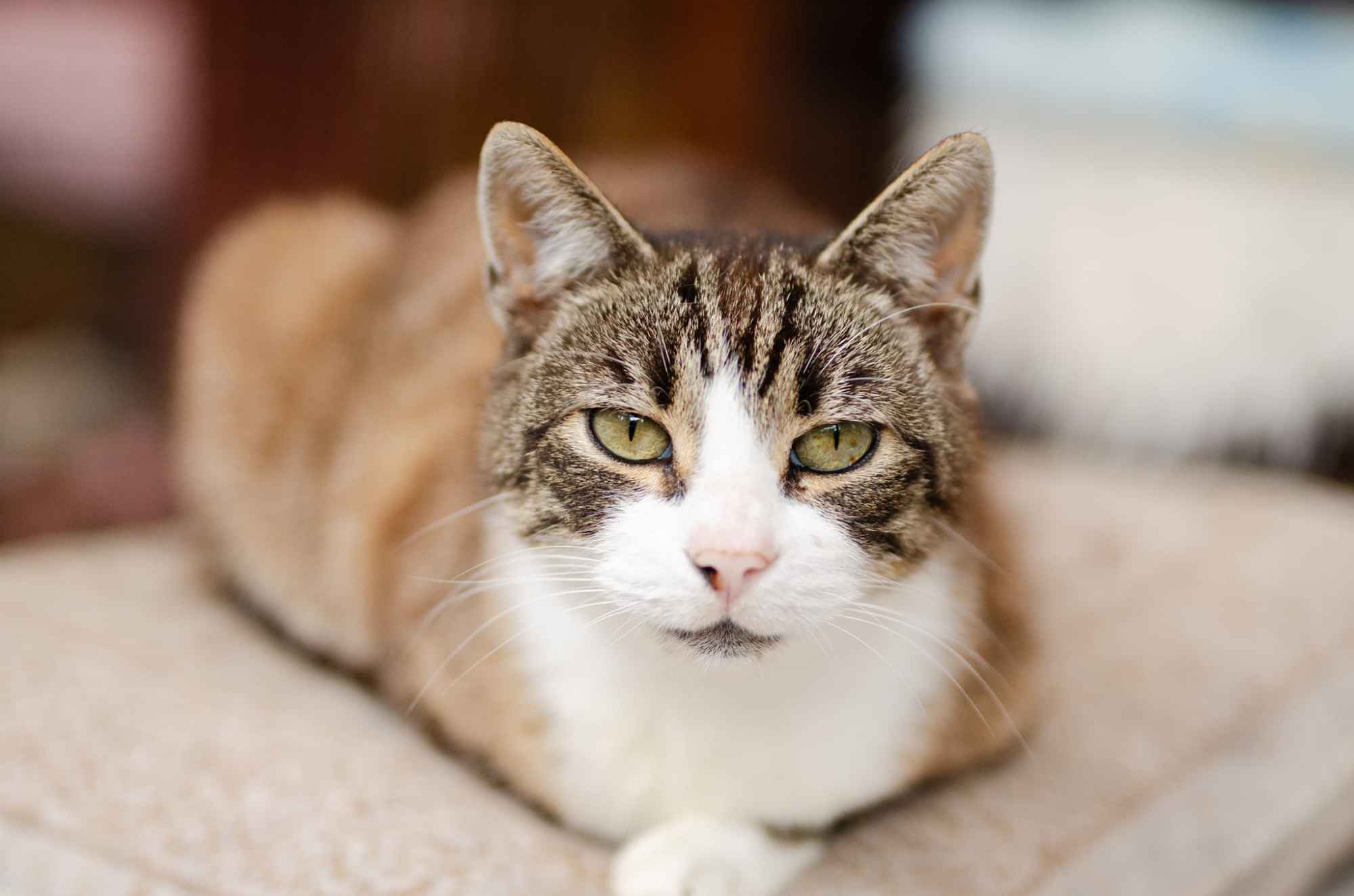 Elsa - spokojna, delikatna koteczka szuka domu! Olsztyn - zdjęcie 2