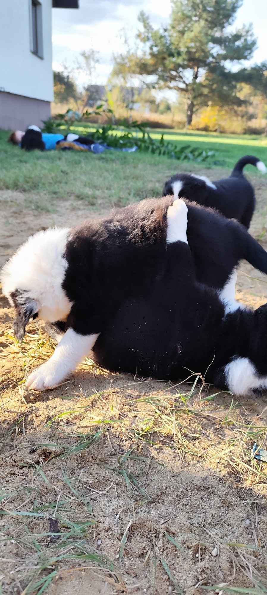 BORDER COLLIE Radom - zdjęcie 5