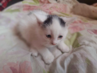 Kotki do oddania Wysoka Głogowska - zdjęcie 4