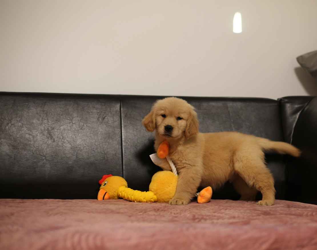 GOLDEN RETRIEVER- typ amerykański, złote szczenięta, ZKwP Psie Pole - zdjęcie 6