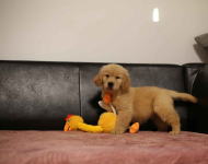 GOLDEN RETRIEVER- typ amerykański, złote szczenięta, ZKwP Psie Pole - zdjęcie 6