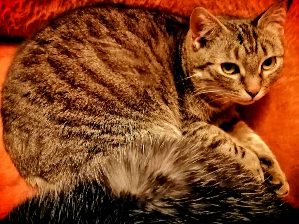 Kotka za darmo. Muszyna - zdjęcie 2