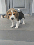 Beagle szczeniaki Busko-Zdrój - zdjęcie 8
