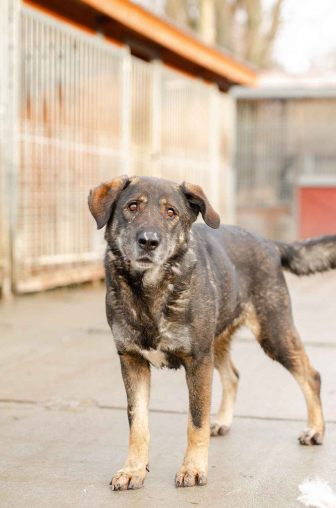 Gaja - pełna mądrości, przyjazna sunia Olsztyn - zdjęcie 1
