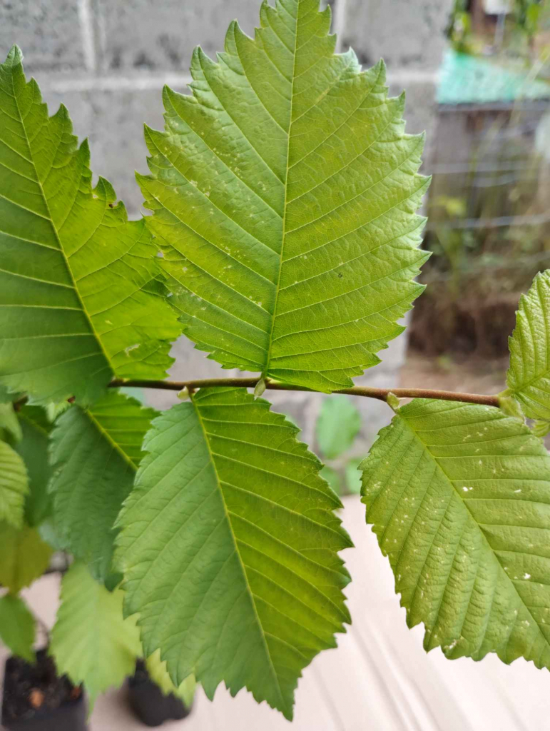 Wiąz szypułkowy sadzonki w doniczkach Ulmus laevis Buczków - zdjęcie 1