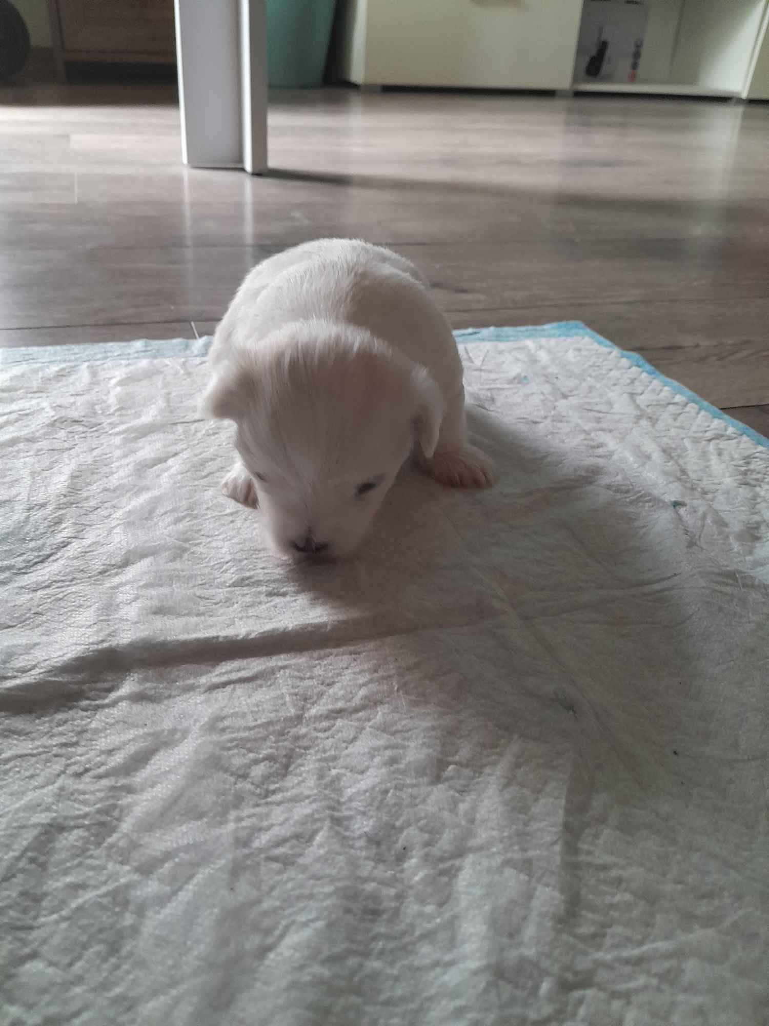 Maltanczyk Ozorków - zdjęcie 3