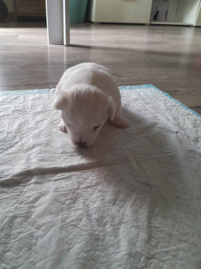 Maltanczyk Ozorków - zdjęcie 3