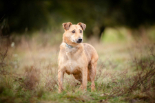 Snikers - kot w ciele psa szuka domu! Olsztyn - zdjęcie 5