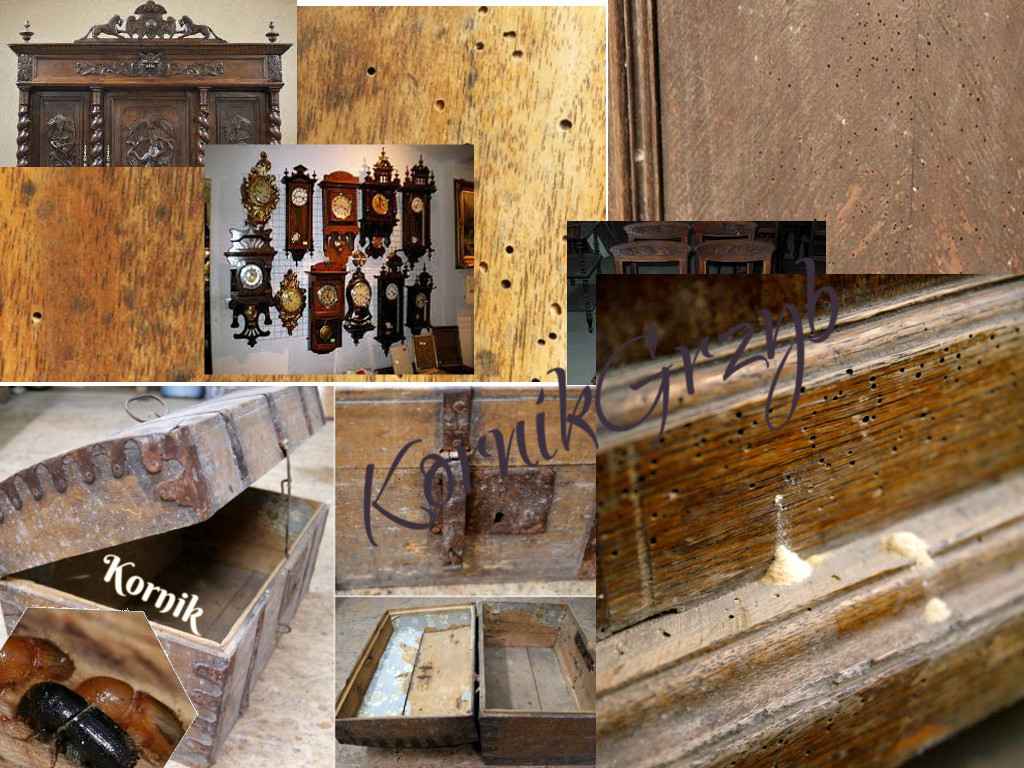 Urządzenie na kornika, kołatti ,spuszczele, grzyba plesń i osuszanie. Wodzisław Śląski - zdjęcie 5