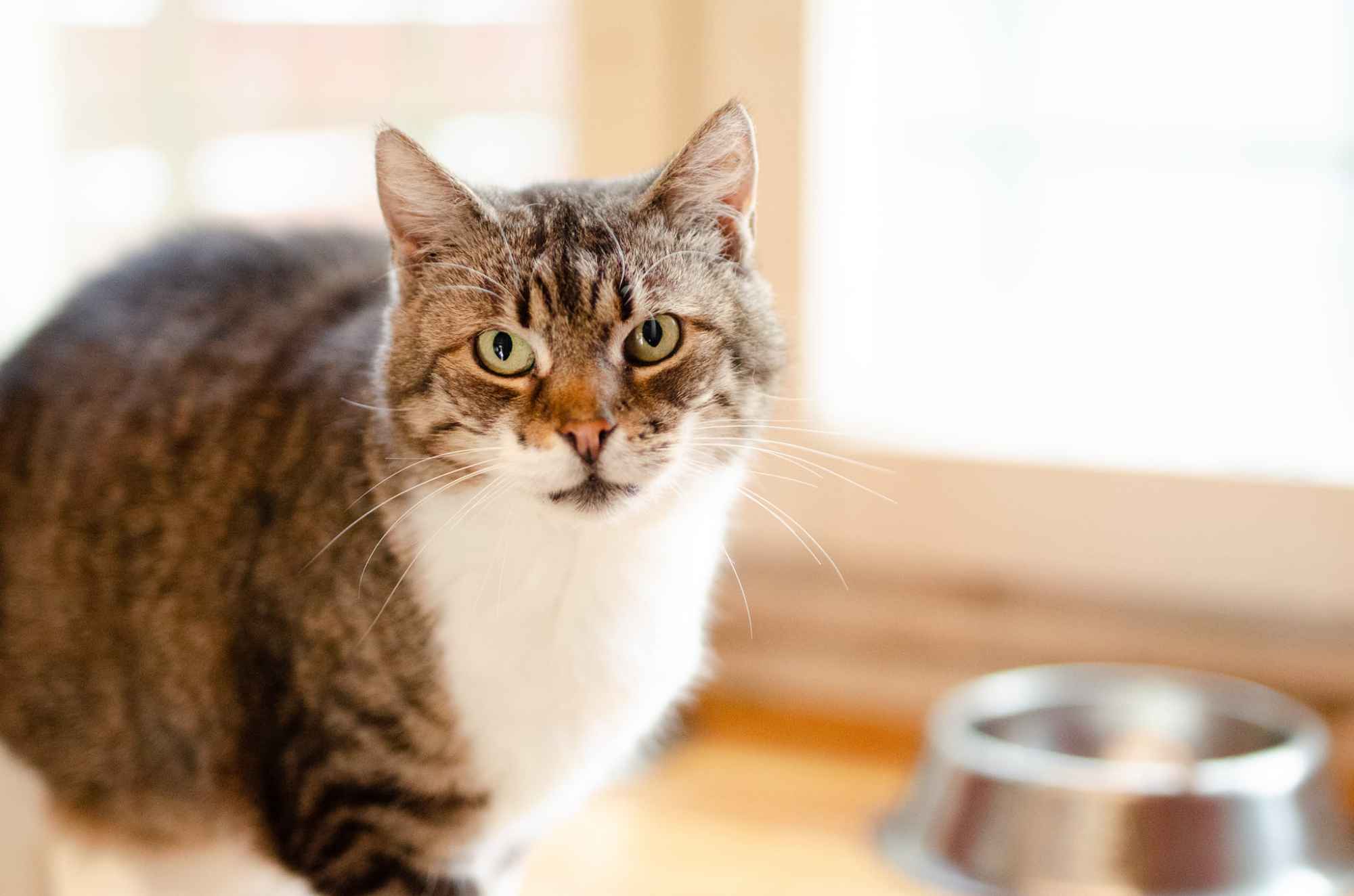 Serafina - kocia księżniczka szuka domu! Olsztyn - zdjęcie 1