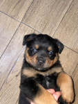 Szczeniaki Rottweiler