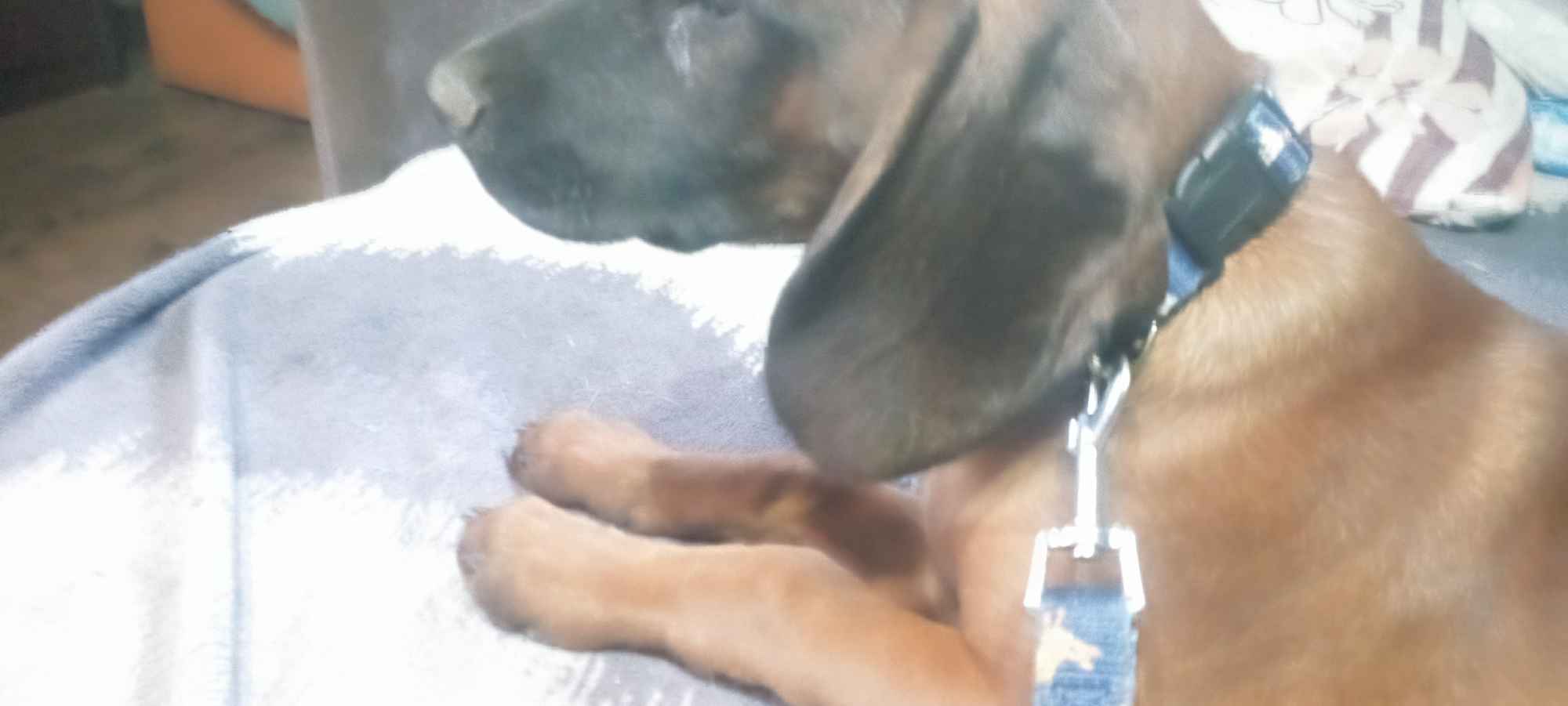 Szczeniak posokowiec bawarski Brzostek - zdjęcie 2