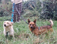 HENIO maleńki grzeczny piesek szuka  domu Mszczonów - zdjęcie 7