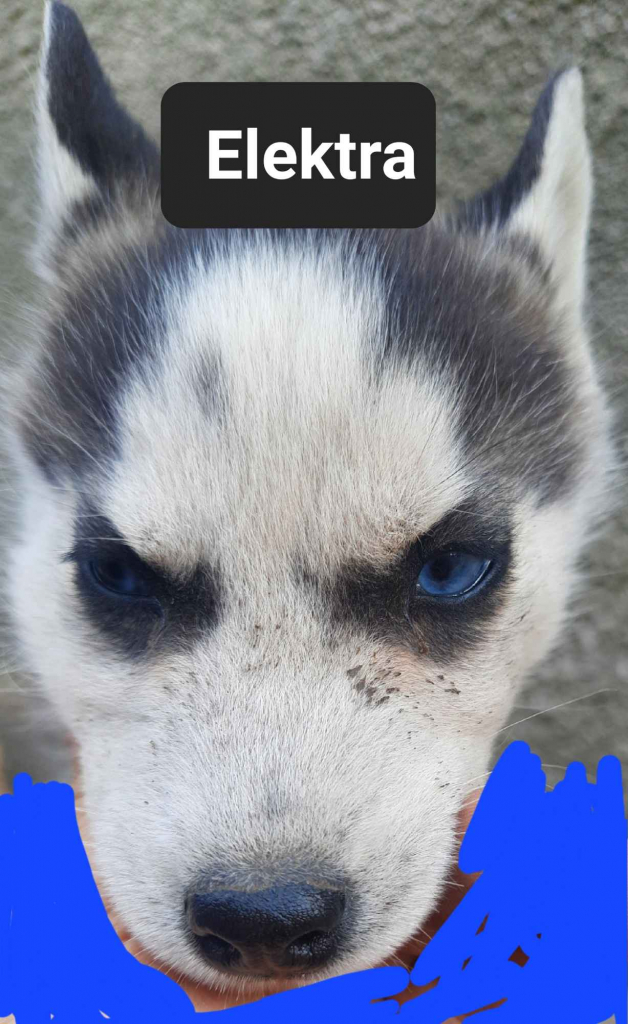 Pieski syberiany husky Reda - zdjęcie 5