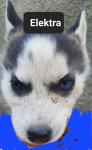 Pieski syberiany husky Reda - zdjęcie 5