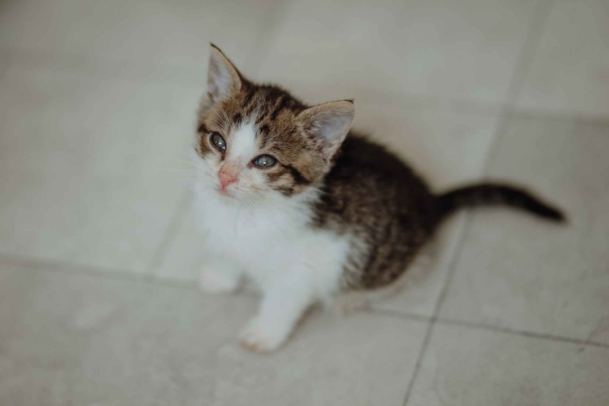 Kocięta PILNIE szukają domów! Olsztyn - zdjęcie 5