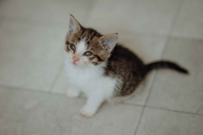 Kocięta PILNIE szukają domów! Olsztyn - zdjęcie 5